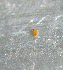 Sminthurinus henshawi