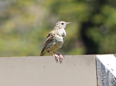 Anthus hellmayri