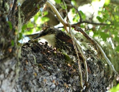 Pygarrhichas albogularis