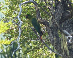 Enicognathus ferrugineus
