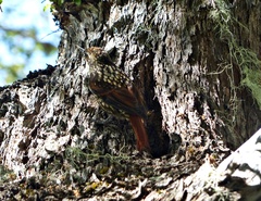 Pygarrhichas albogularis