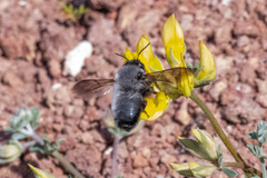 Megachile canescens