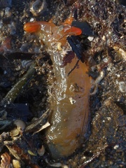 Ciona intestinalis