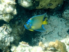 Holacanthus ciliaris
