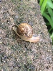 Cornu aspersum