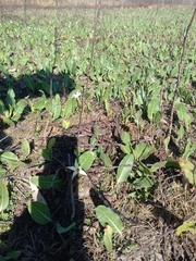 Jaborosa integrifolia