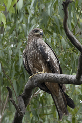 Milvus migrans