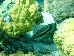 Epinephelus striatus