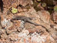Gallotia caesaris gomerae