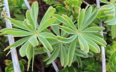 Oxalis enneaphylla