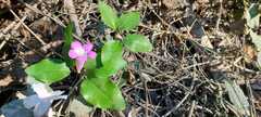 Bignonia aequinoctialis