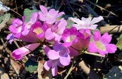 Bignonia aequinoctialis