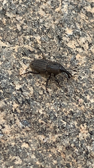 Sphenophorus venatus