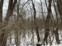 Ligustrum obtusifolium