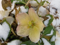 Helleborus