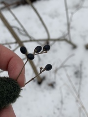 Ligustrum obtusifolium