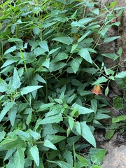 Canarina canariensis