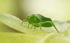 Steirodon