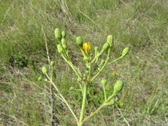 Hieracium robustum