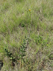 Hieracium robustum