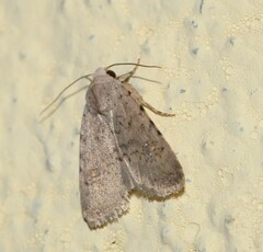 Caradrina clavipalpis