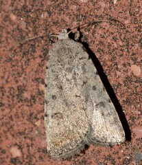 Caradrina clavipalpis