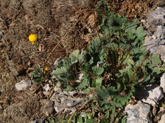 Calceolaria filicaulis