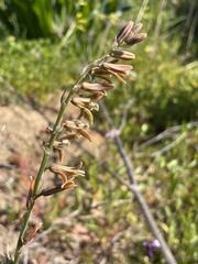 Dipcadi serotinum