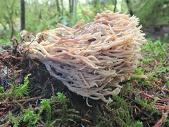 Clavulina coralloides