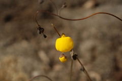 Calceolaria filicaulis