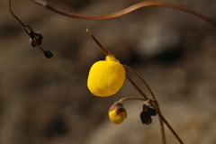 Calceolaria filicaulis