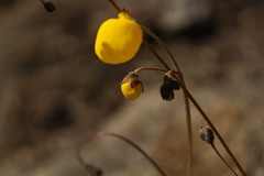 Calceolaria filicaulis