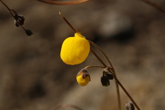 Calceolaria filicaulis