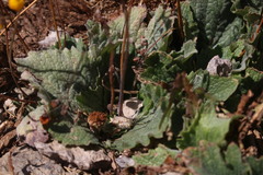Calceolaria filicaulis