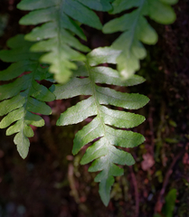 Polypodium