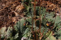 Calceolaria filicaulis