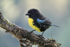 Bangsia melanochlamys