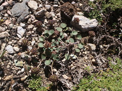 Pozoa coriacea