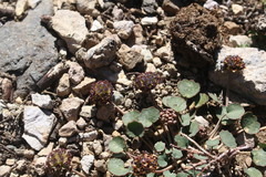 Pozoa coriacea