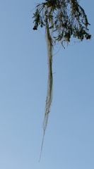 Usnea longissima