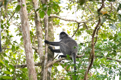 Trachypithecus cristatus