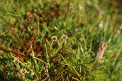 Colobanthus quitensis