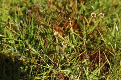 Colobanthus quitensis