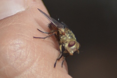 Tachininae