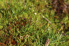 Colobanthus quitensis