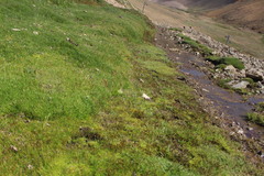 Colobanthus quitensis