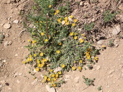 Loasa sigmoidea