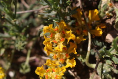 Loasa sigmoidea