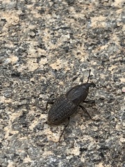 Sphenophorus venatus