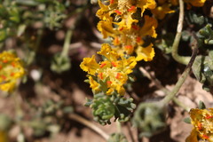 Loasa sigmoidea